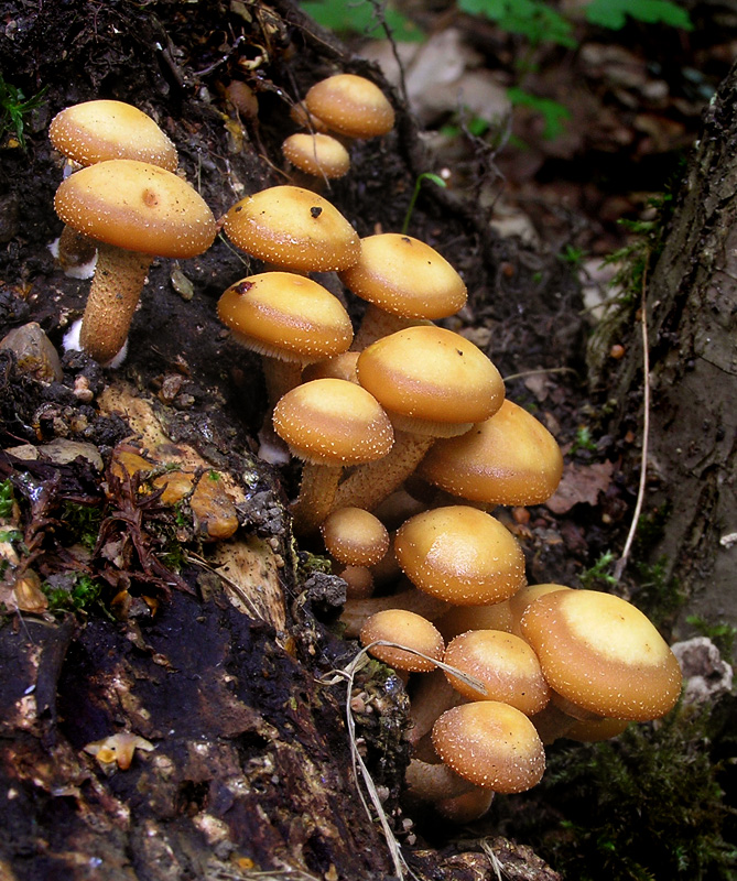 Kuehneromyces mutabilis